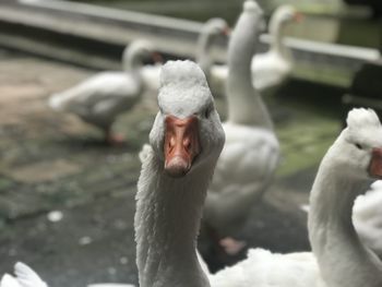 Close-up of swan