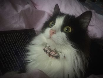 Portrait of cat relaxing on sofa at home