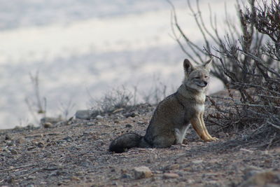 Fox sitting on a land