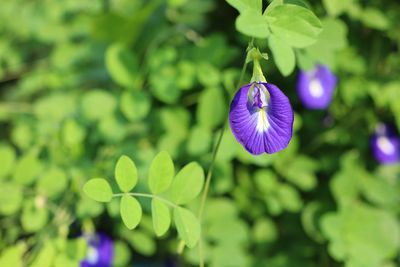 plant