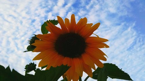 Low angle view of sunflower