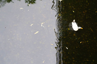 High angle view of swans swimming on lake