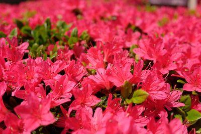 Close-up of pink flowering plants