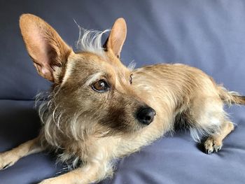 Close-up of dog lying down on bed
