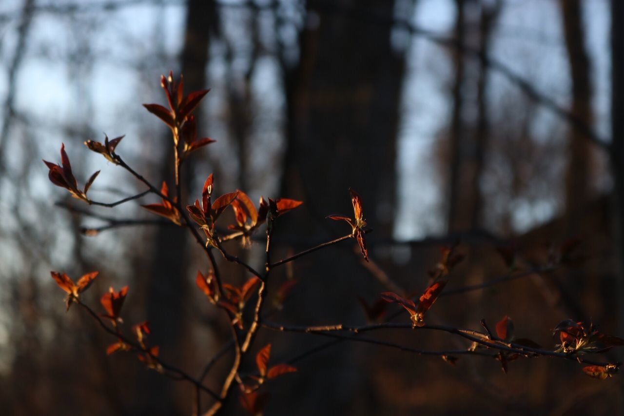 nature, growth, beauty in nature, tree, focus on foreground, orange color, no people, outdoors, close-up, leaf, autumn, branch, day, freshness, plant, fragility