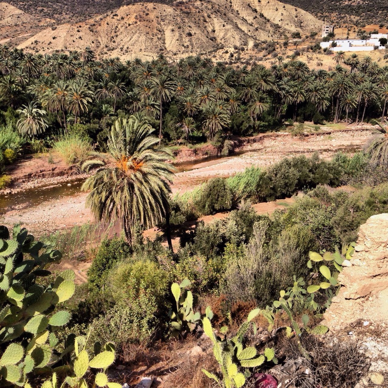 growth, plant, palm tree, high angle view, tree, nature, day, building exterior, outdoors, built structure, sunlight, field, no people, tranquility, architecture, growing, beauty in nature, cactus, rock - object, house