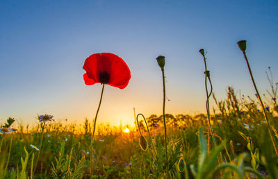 Red flower growing in field at sunset