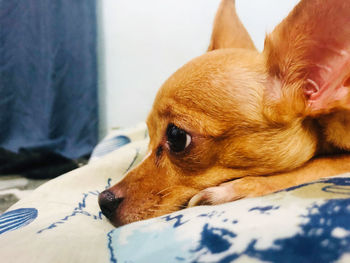 Close-up of a dog lying down on bed