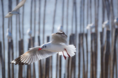 Seagull flying