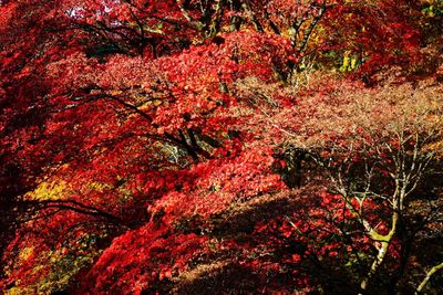 Red leaves on tree