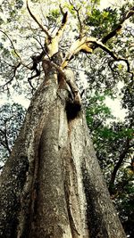 Low angle view of tree trunk in forest