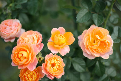 Close-up of roses on orange rose