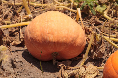 Close-up of pumpkins