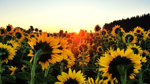 Close-up of yellow flowering plants on field against sky