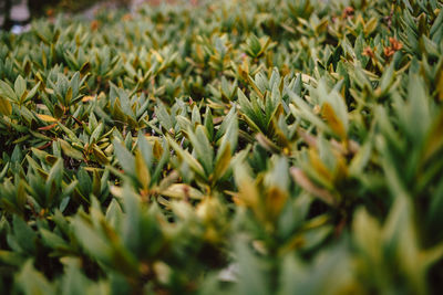 Close-up of plants growing on field