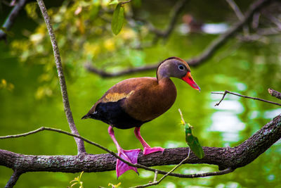 Close-up of bird perching on branch