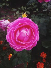 Close-up of pink rose