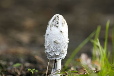 Close-up of mushroom growing on field