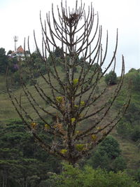 Tree against sky