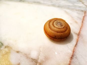 Close-up of snail