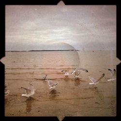 Seagulls flying over beach against cloudy sky