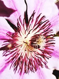 Close-up of pink flower blooming outdoors