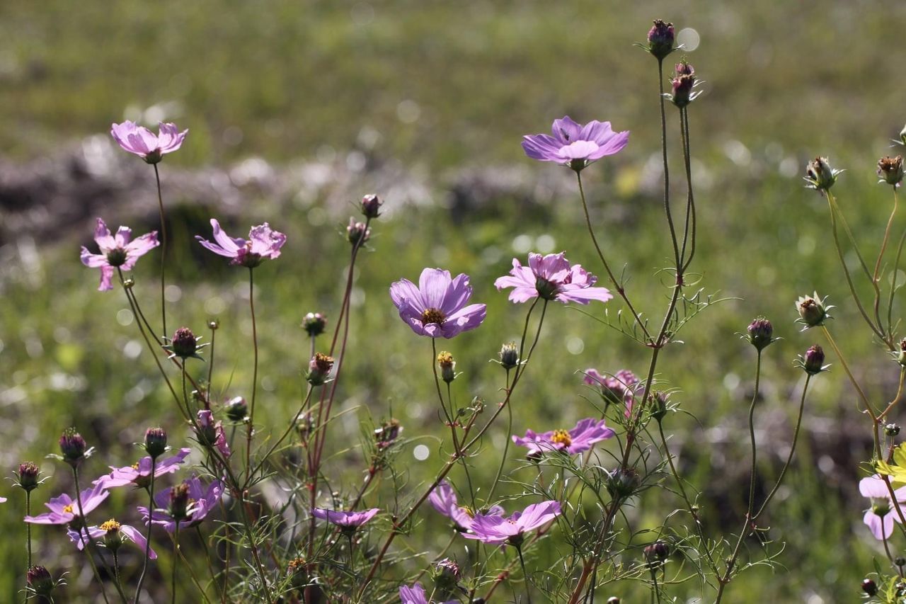 CLOSE-UP OF PURPLE FLOWERS