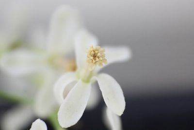 Close-up of white flowering plant