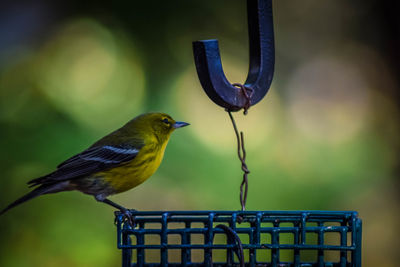 Close-up of bird perching on leaf