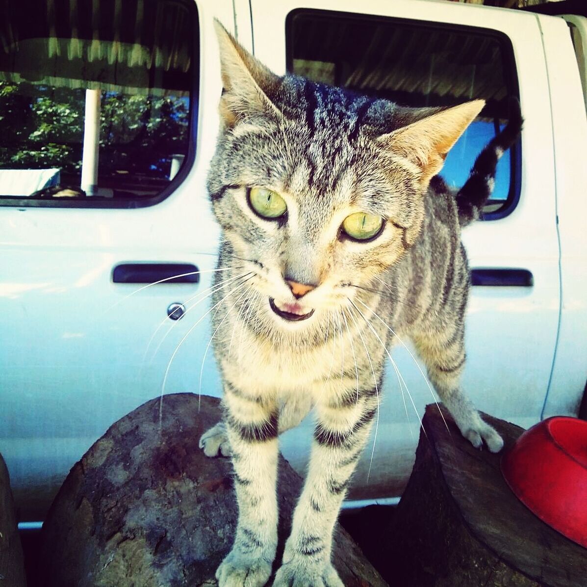 animal themes, one animal, domestic cat, pets, domestic animals, cat, portrait, mammal, looking at camera, feline, whisker, car, mode of transport, sitting, close-up, alertness, staring, front view, land vehicle, animal eye