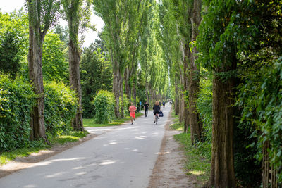 Rear view of people walking on road amidst trees in forest