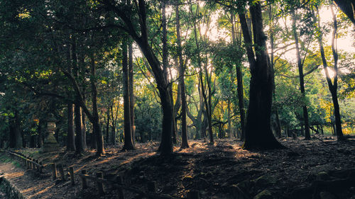 Trees growing in forest