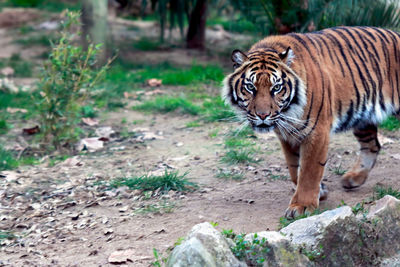 Portrait of tiger in forest