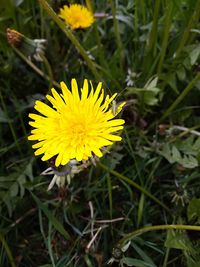 Close-up of yellow dandelion flower on field