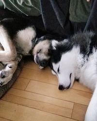 High angle view of dog sleeping