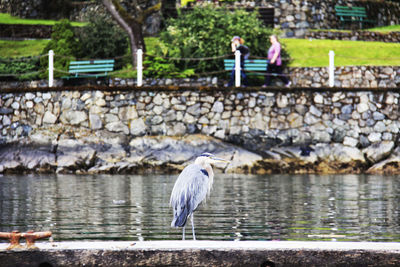 Gray heron perching on a lake