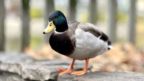 Close-up of a duck