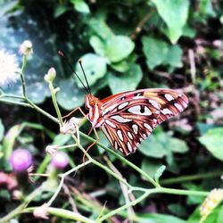 Close-up of butterfly on plant