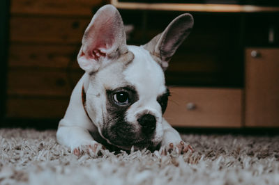Close-up portrait of a dog at home
