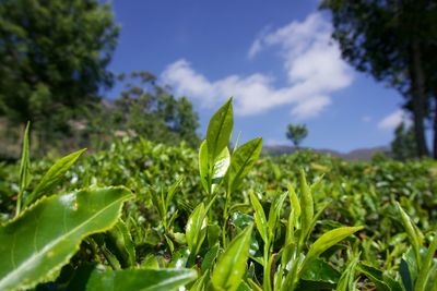 Close-up of fresh green leaves on field against sky