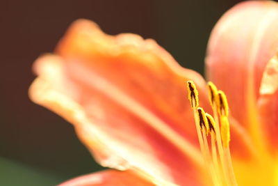 Close-up of orange flower against black background