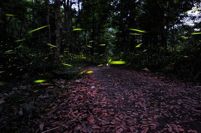 Sunlight falling on leaves in forest