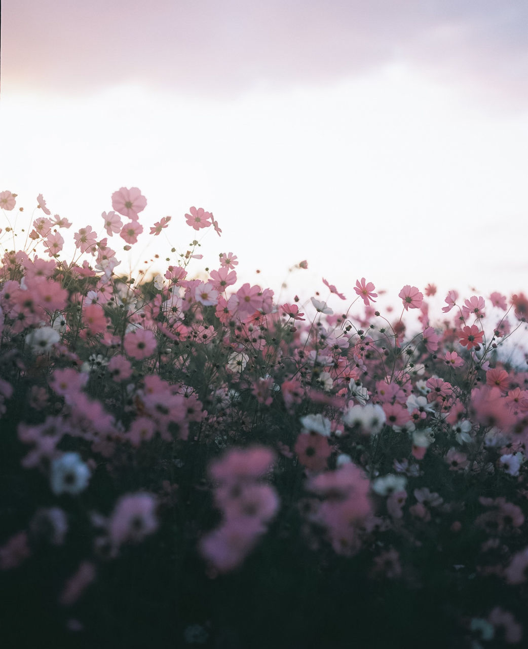 CLOSE-UP OF PINK FLOWERING PLANTS AGAINST SKY