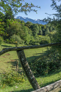 Scenic view of field in forest against sky