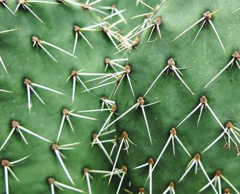 Full frame shot of succulent plant