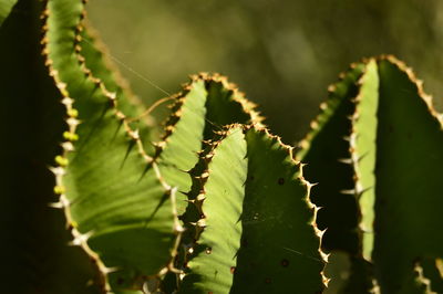 Close-up of cactuses during sunny day