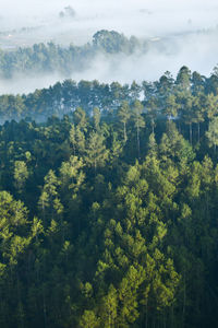 High angle view of trees on landscape against sky