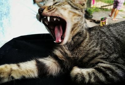 Close-up of cat yawning