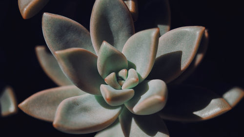 Closeup of a sedum adolphi golden glow leaves on a black background.