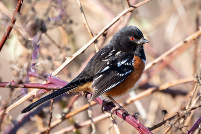 Close-up of a spotted towhee bird perching on branch